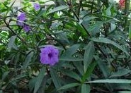 �󲵹ǵ��Ĺ�Ч������