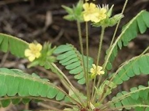 �󻹻�ݵĹ�Ч������