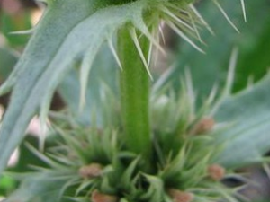 �̲εĹ�Ч������