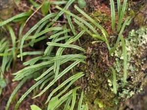 ��ɽ��Τ�Ĺ�Ч������