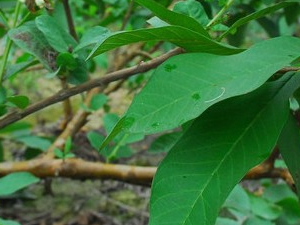 ��ʯ���ӵĹ�Ч������