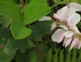 �����Ĺ�Ч������