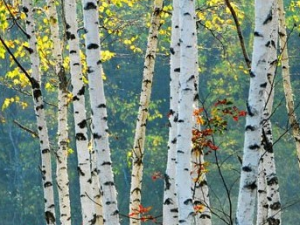 ��ľƤ�Ĺ�Ч������