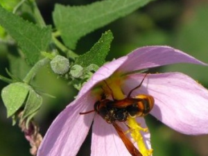 ���컨�Ĺ�Ч������