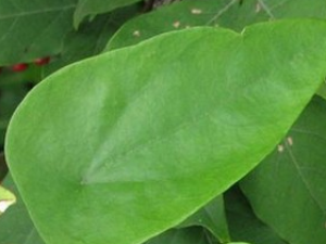 ����ƵĹ�Ч������