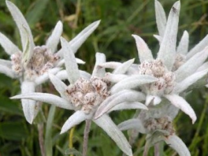 ���޲ݵĹ�Ч������