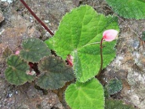 ������Ĺ�Ч������