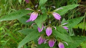 ���ְ�����Ĺ�Ч������