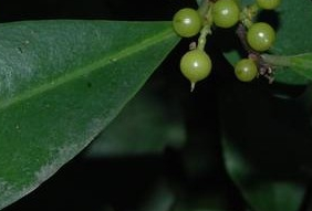 ���޹��Ĺ�Ч������