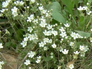 ���÷�Ĺ�Ч������