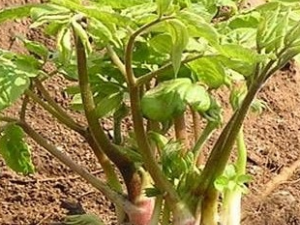 ���טBľ�Ĺ�Ч������