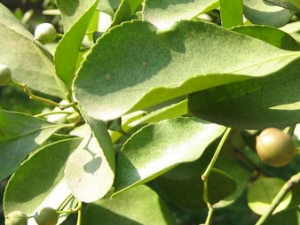 ��Ҷ����Ĺ�Ч������