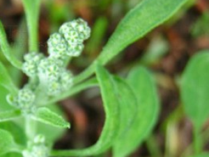 ��޼�Ĺ�Ч������