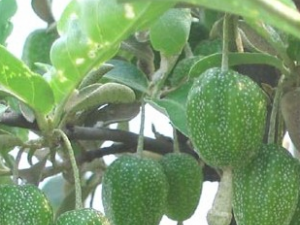 ������Ҷ�Ĺ�Ч������