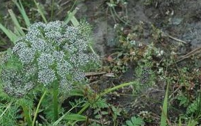 ��ǰ���Ĺ�Ч������