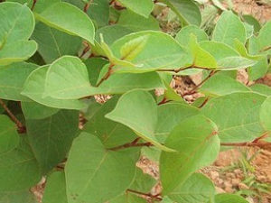 ����Ҷ�Ĺ�Ч������