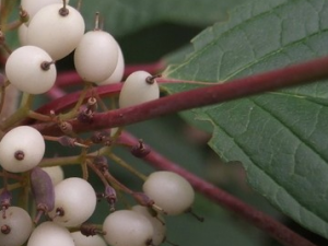 ����ľ���Ĺ�Ч������