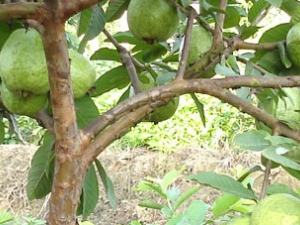 ��ʯ����Ĺ�Ч������