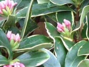 �𻨵���Ĺ�Ч������