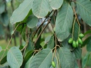 �ν��Ĺ�Ч������