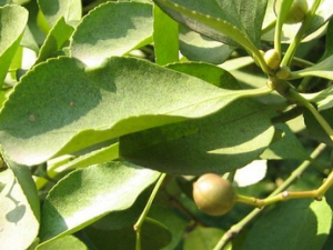 ��Ҷ����Ҷ�Ĺ�Ч������