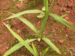 �ٳ�����ҩ��é����