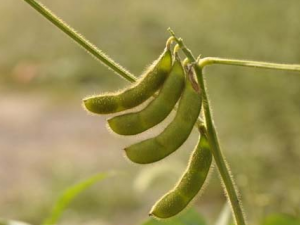 ������ҩ����