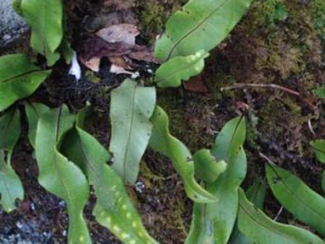 �ٳ�����ҩʯΤ