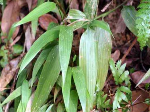 ������ҩ����Ҷ