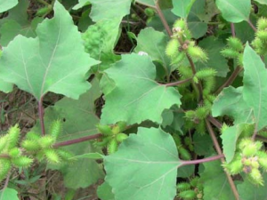 ������ҩ�Զ���