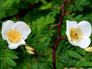 ������Ĺ�Ч������