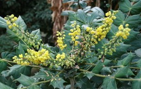 �̻ưصĹ�Ч������