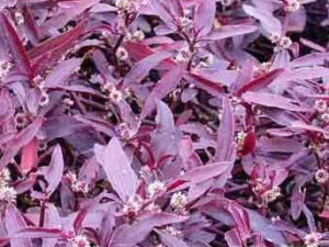 �����ڲݵĹ�Ч������