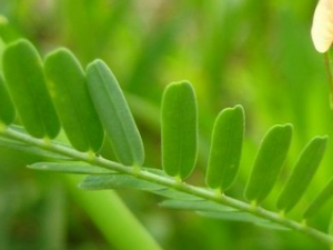 ����Ҷ�Ĺ�Ч������