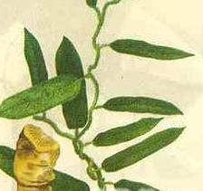 ����ѵĹ�Ч������