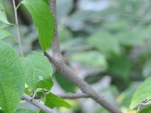 �̰������ٹ��Ĺ�Ч������