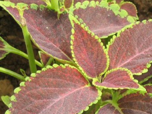 ���̲ݵĹ�Ч������