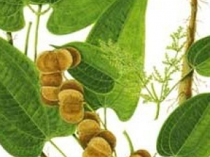 ��ɽҩ�Ĺ�Ч������