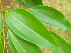 �𶡵Ĺ�Ч������