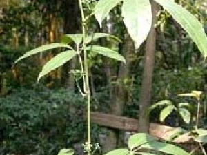 ����ӵĹ�Ч������