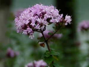 ��Ĥ��Ĺ�Ч������