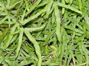 ��ҩ���� ����ʯɢ