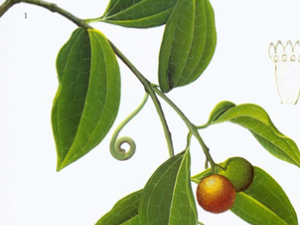 ��ҽ���� �󽡲���