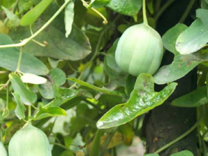 ��ҽ���� ��Ƣ��