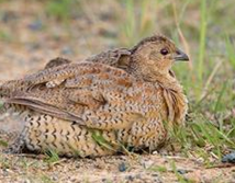 ���ȵĹ�Ч������