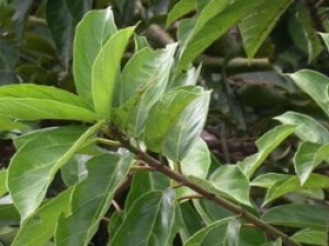 ��Ҷ�ŵĹ�Ч������