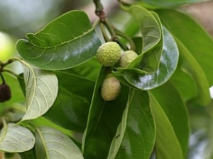 ��ľ���Ĺ�Ч������