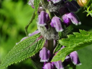 ������յĹ�Ч������