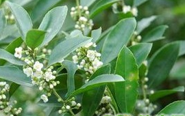 ��÷���Ĺ�Ч������