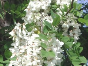 �̻��Ĺ�Ч������